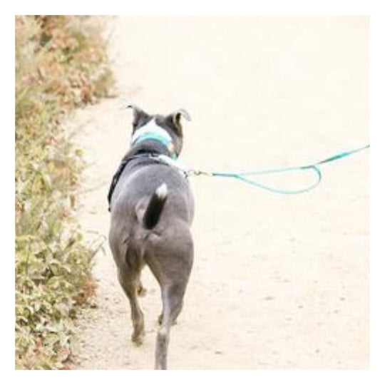 black dog wearing a teal biothane leash and traffic handle walking on the edge of the sand