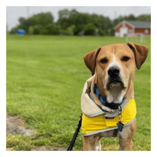 tan dog wearing a black biothane leash standing in a grassy field with a yellow coat on and red barn in the background