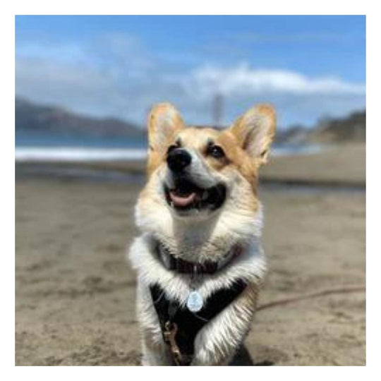 small tan and white dog wearing a biothane collar standing on a beach with water and blue sky in the background