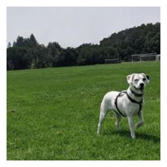 medium sized white dog with a spot on his ear wearing a biothane collar standing in a lush green field