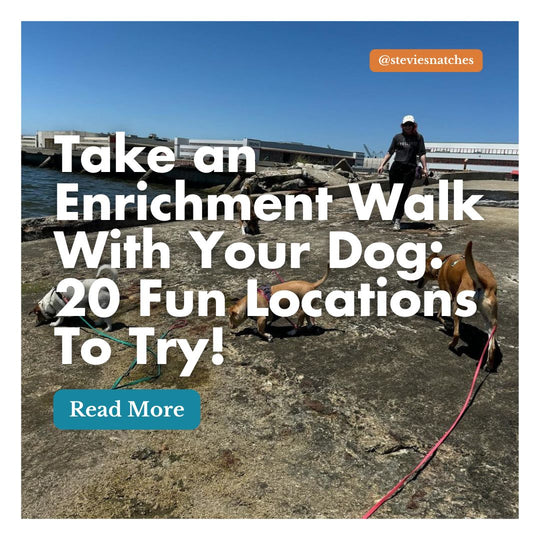 Take an Enrichment Walk With Your Dog: 20 Fun Locations To Try!