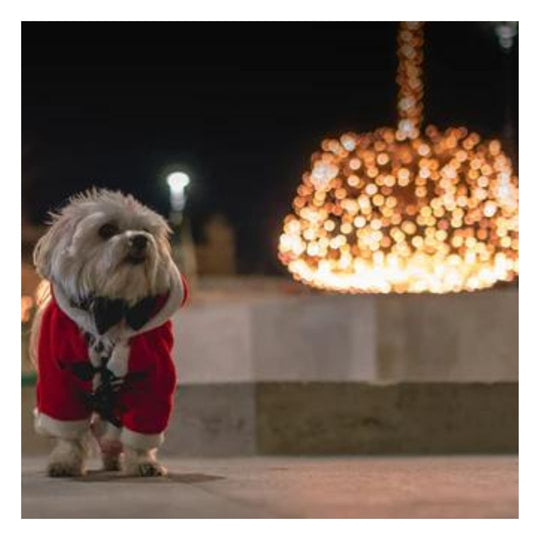 small grey colored dog wearing a red and white santa jacket next to a holiday light