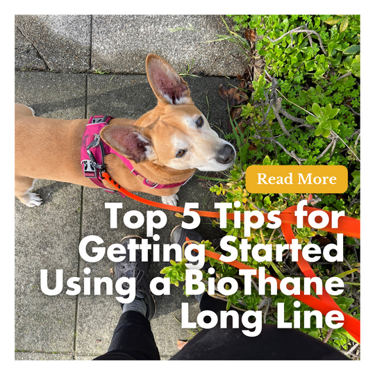 Top 5 Tips for Getting Started Using a BioThane Long Line