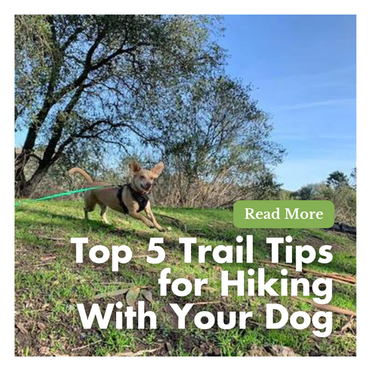 Top 5 Trail Tips for Hiking With Your Dog
