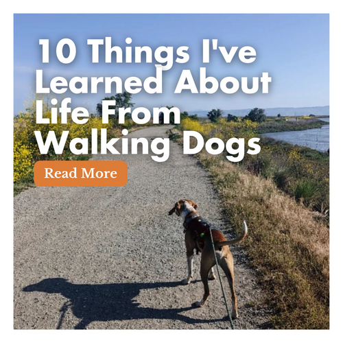 10 Things I've Learned About Life From Walking Dogs