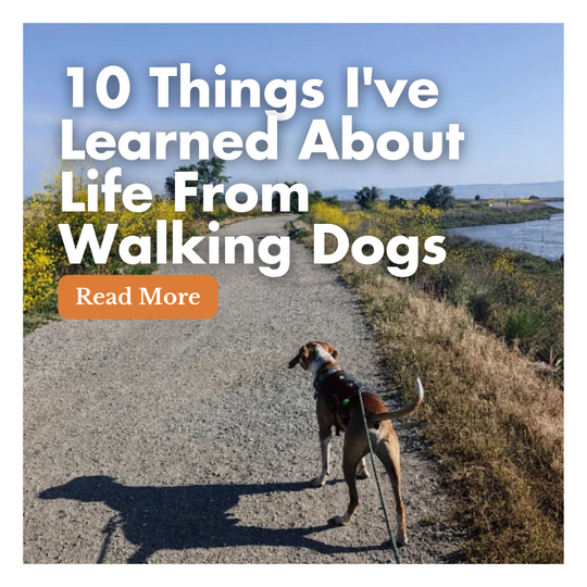 10 Things I've Learned About Life From Walking Dogs