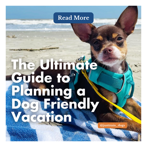 The Ultimate Guide to Planning a Dog Friendly Vacation