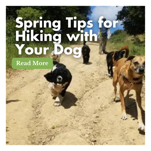 Spring Tips for Hiking with Your Dog