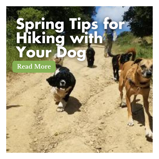 Spring Tips for Hiking with Your Dog