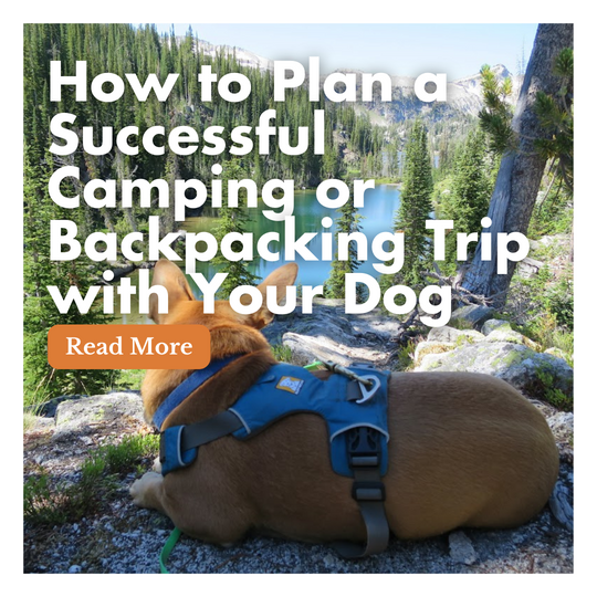 How to Plan a Successful Camping or Backpacking Trip with Your Dog