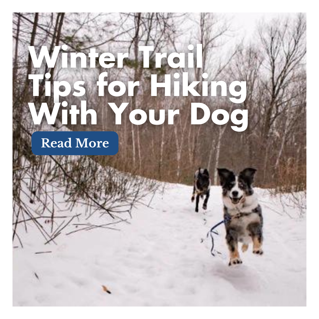 Winter Trail Tips for Hiking With Your Dog – High Tail Hikes