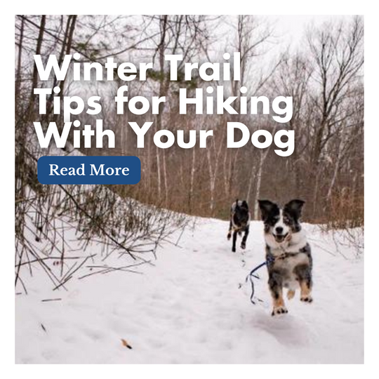 Winter Trail Tips for Hiking With Your Dog