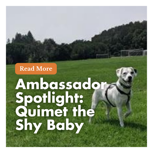 A medium sized white dog stands in the middle of a large grassy field. Her mouth is open and paw is lifted.  