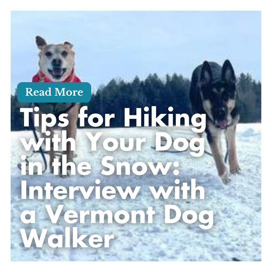 Tips for Hiking with Your Dog in the Snow: Interview with a Vermont Dog Walker