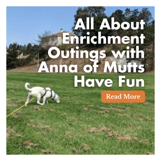 All About Enrichment Outings with Anna of Mutts Have Fun