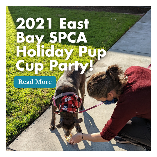2021 East Bay SPCA Holiday Pup Cup Party!
