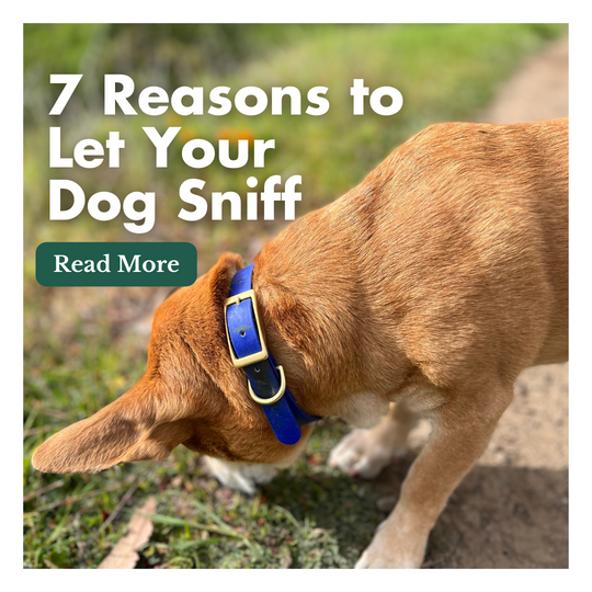 7 Reasons to Let Your Dog Sniff