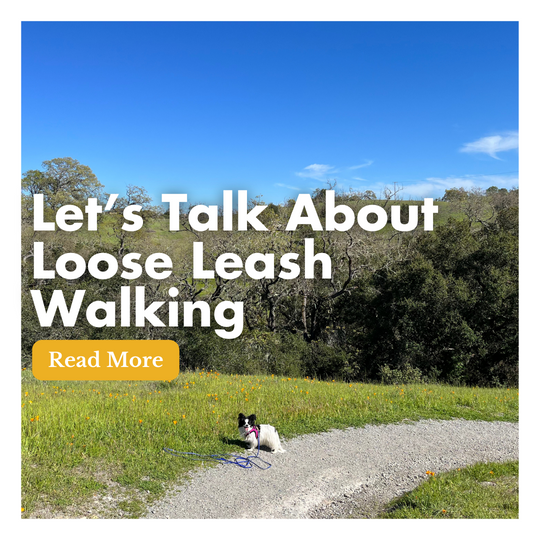 Let’s Talk About Loose Leash Walking
