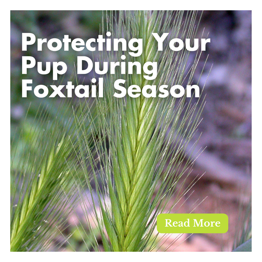 An close up image of foxtail grass with the title "protecting your pup during foxtail season"