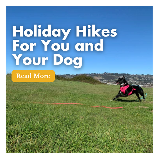 Holiday Hikes For You and Your Dog