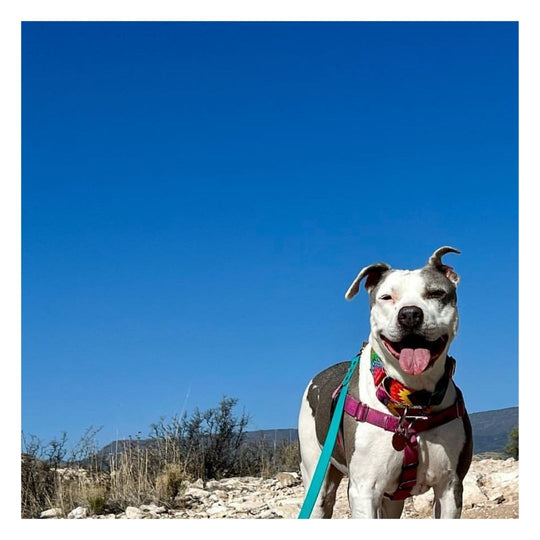 dog on mountain top with blue sky wearing a teal biothane leash