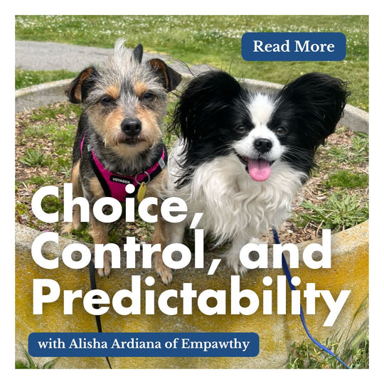 Incorporating Choice, Control, Predictability Into Our Walks With Our Dogs