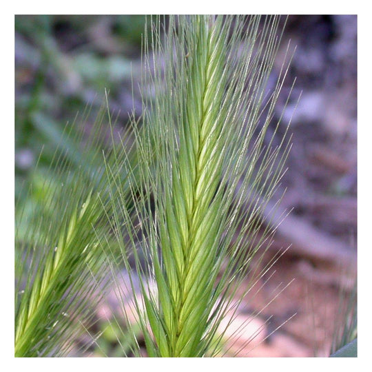 close up image of foxtail growing near a trail