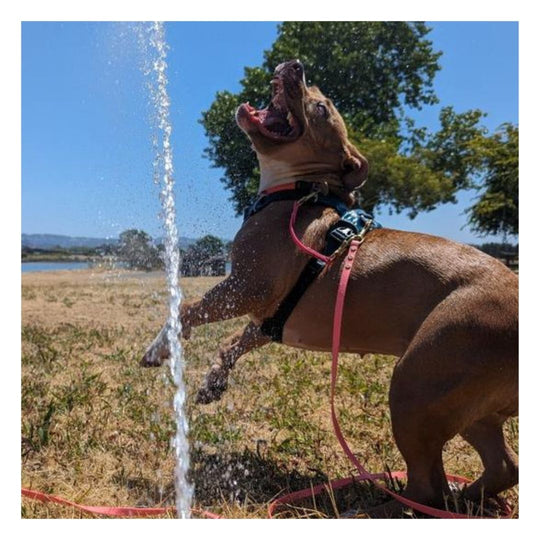 brown medium sized dog wearing a biothane long line playing in a water sprinkler