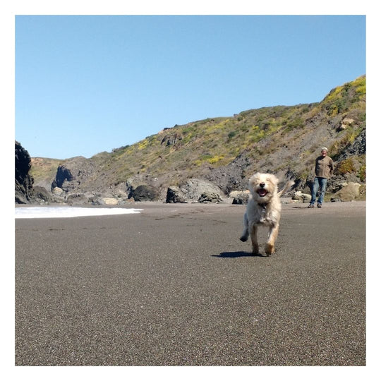 medium sized white dog running towards the camera on a beach, man in the background holding the biothane long line