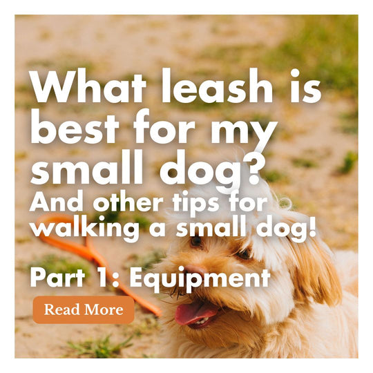 What Leash is Best for My Small Dog? Part 1: Equipment: Our Best Tips!