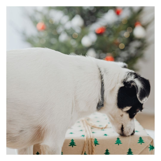 white dog with black patch on his face ear, sniffing a gift wrapped in brown paper with small christmas trees