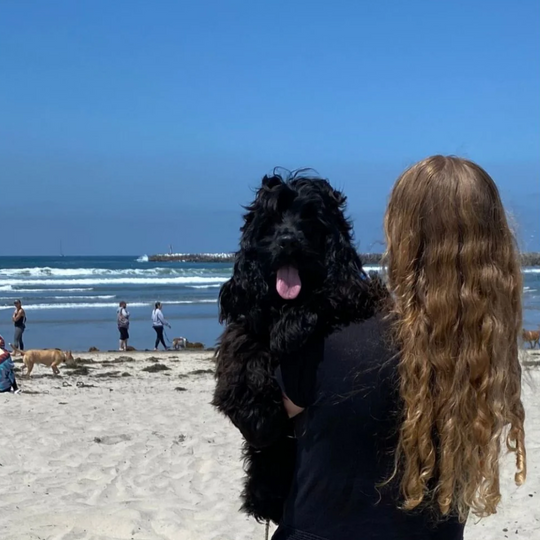 large black dog with curly hair being held by a woman with long brown hair, she is facing the ocean while the dog is looking at the camera