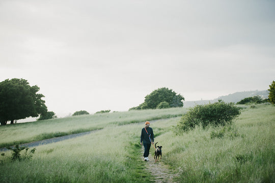 Take an Enrichment Walk With Your Dog: 20 Fun Locations To Try!