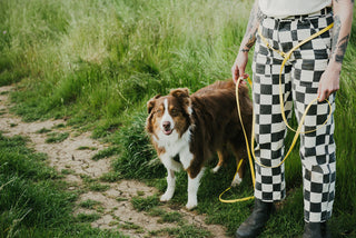 All About our BioThane Hands Free + Convertible Leashes!