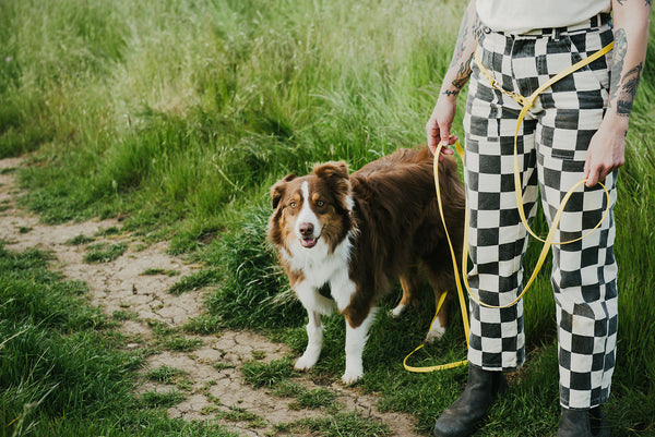 All About our BioThane Hands Free + Convertible Leashes!