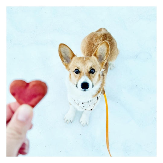 tan dog with big ears wearing a yellow biothane leash looking up at persons hand holding a red heart shaped treat