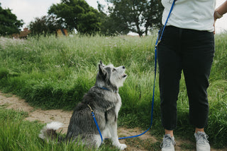 The Ultimate Guide to Planning a Dog Friendly Vacation