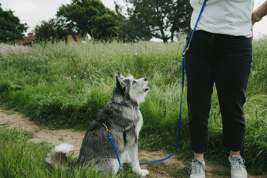 The Ultimate Guide to Planning a Dog Friendly Vacation