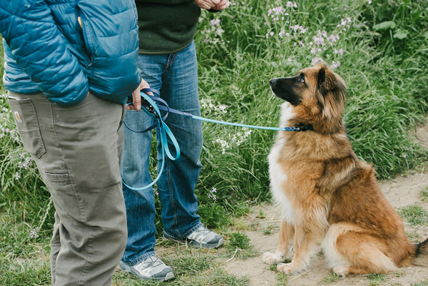 10 Great Uses for a BioThane Long Line