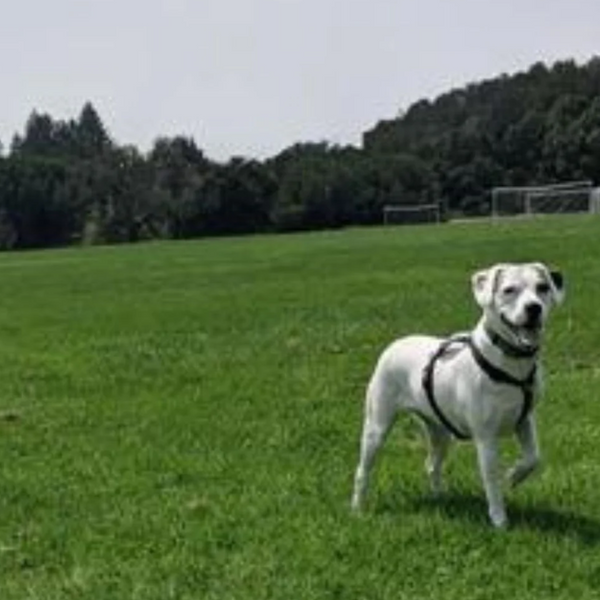 medium sized white dog with a spot on his ear wearing a biothane collar standing in a lush green field