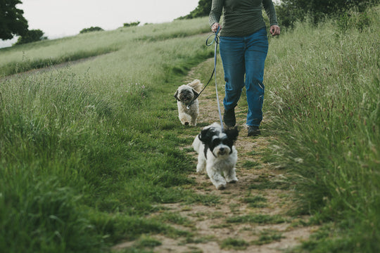 Dog Bite Prevention Week: Interview with Tania Lanfer of Cannon Dog Training
