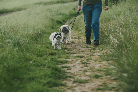 Hiking Helper: Engagement Games to Play With Your Dog on the Trail