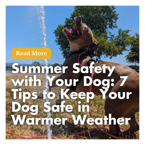 Person bending down to pet their dog on a hiking trail in summer