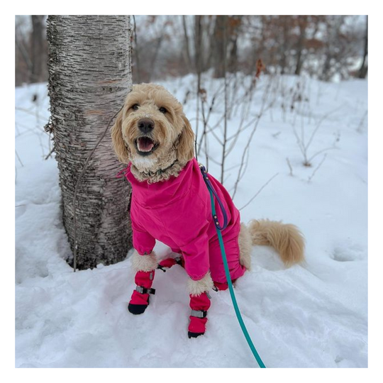 blonde curly haired dog wearing a pink sweater and rubber boots with a teal biothane long line with traffic handle sitting in the snow next to a birch tree