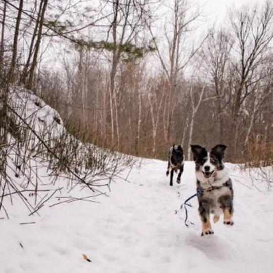 two dogs wearing blue biothane long lines running on a snow covered trail