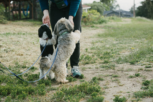 Gamify Your Walks: Using Games on Walks with Your Dog with Alisha Ardiana of Empawthy