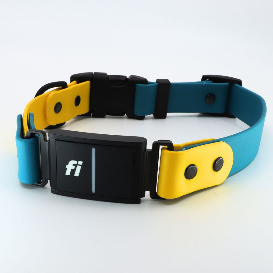 blue and yellow Biothane dog collar for the Fi Series 3 in the Sport Integrated Design