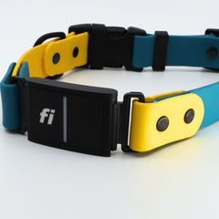close up of a blue and yellow Biothane dog collar for the Fi Series 3 in the Sport Integrated Design