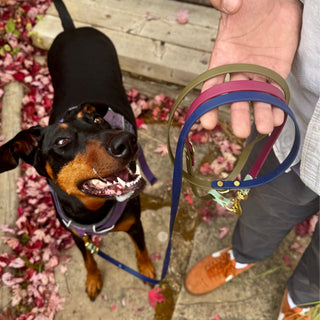 Fall Multiway Hands Free Leash