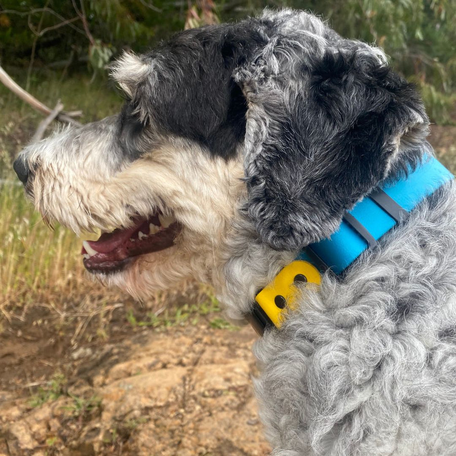close up of large grey dog outside wearing blue and yellow Fi Series 3 Biothane Dog Collar in the Sport Integrated Design